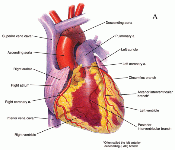 Anterior View Heart