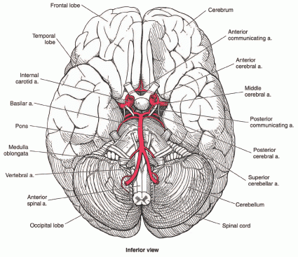 Base Of Brain 1