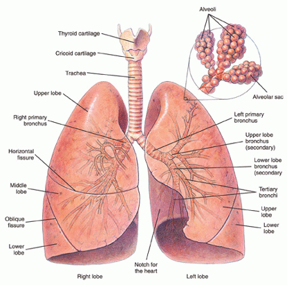 Diagram of the bronchial tubes and lungs.