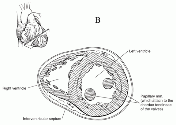 Cross Section Ventricles