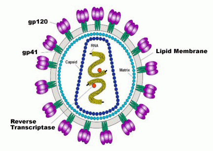 HIV 1 Virus
