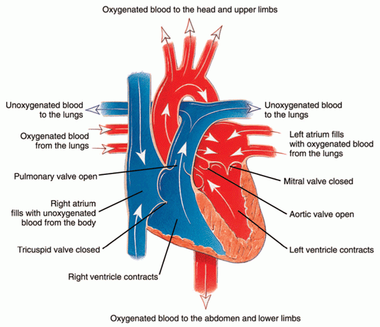 Heart Contracting