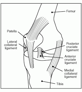 Connective tissues in the knee
