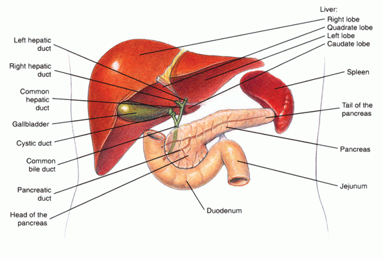 Liver Pancreas