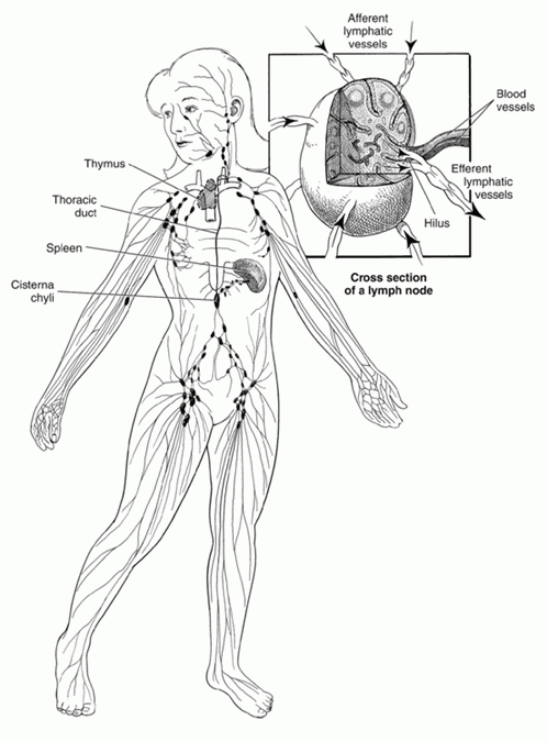 Lymphatic System 1)