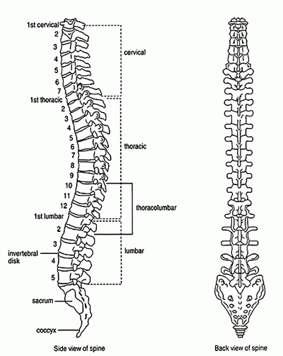 The human spine
