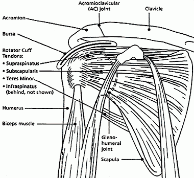 Soft tissues of the shoulder joint