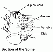 Spinal Cord Nerve Roots