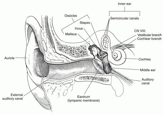 Structure Of Ear